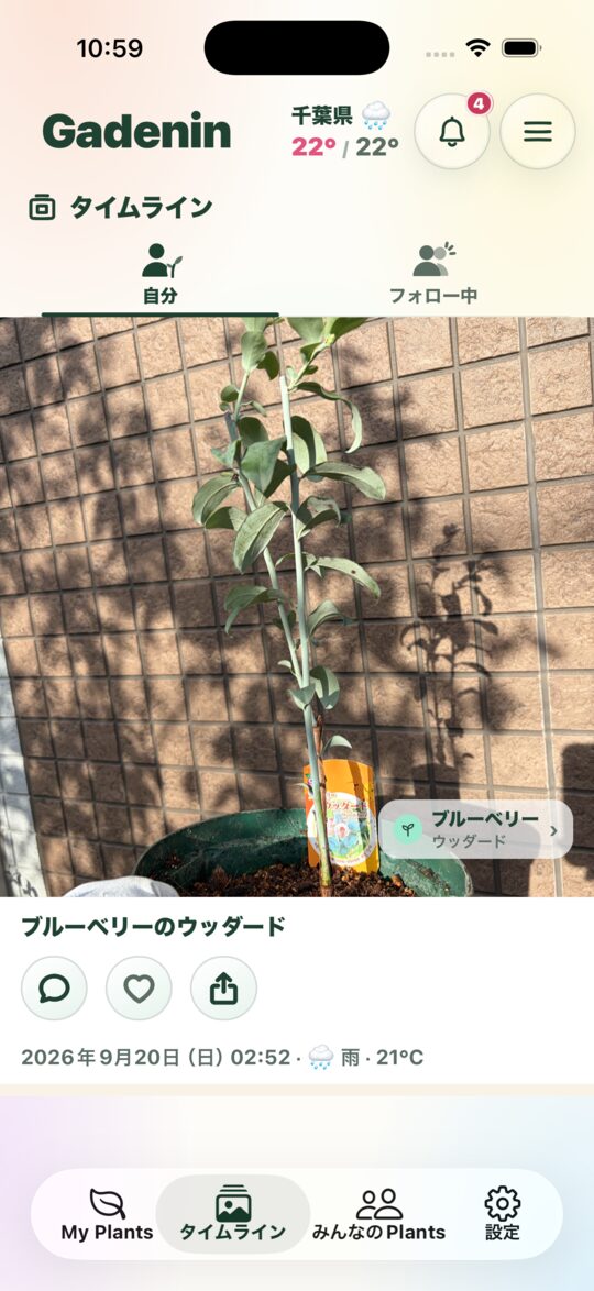 タイムライン画面。@gadenin_sandbox の記録が写真主体で縦に並び、ブルーベリー「ウッダード」の苗の写真と Plant 名、2026 年 9 月 20 日・雨・21°C