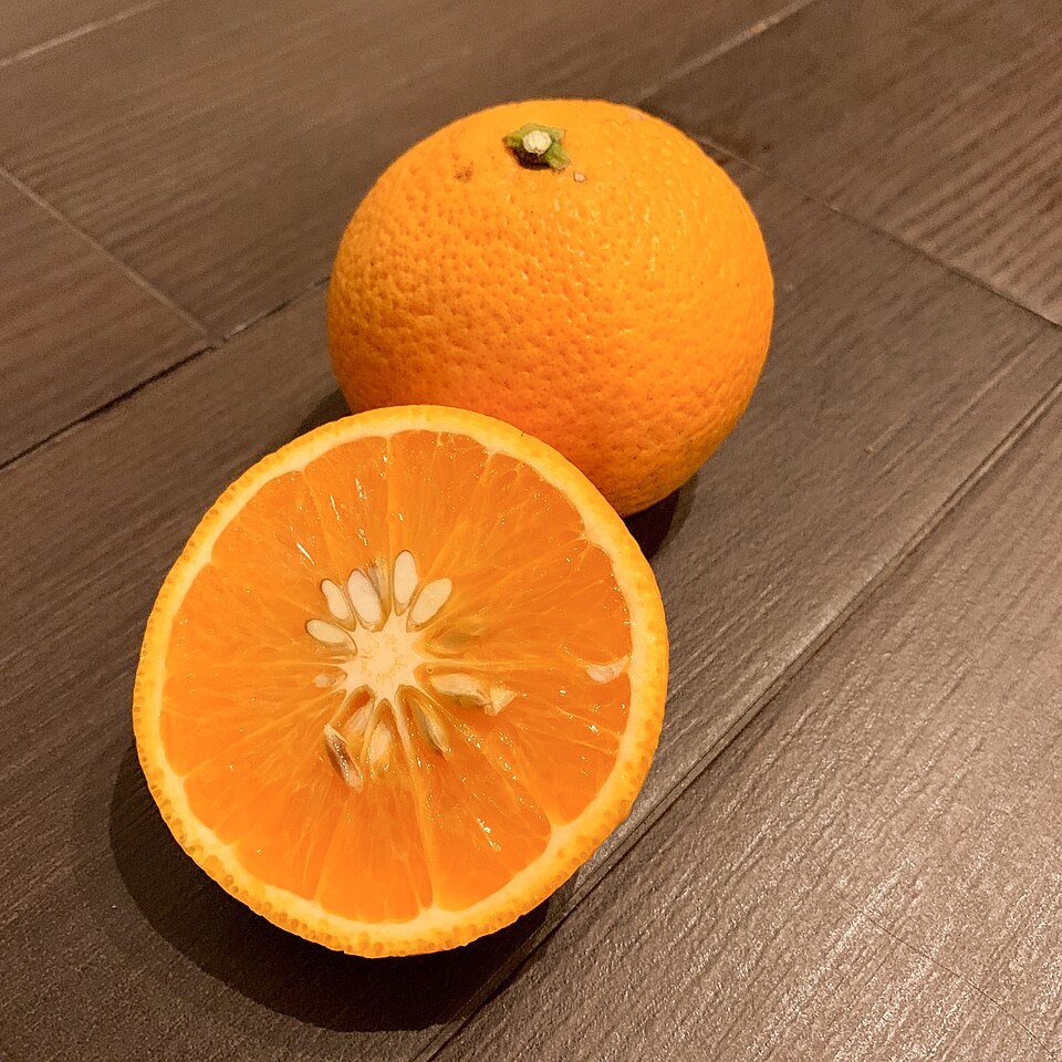 みかん「スイートスプリング」