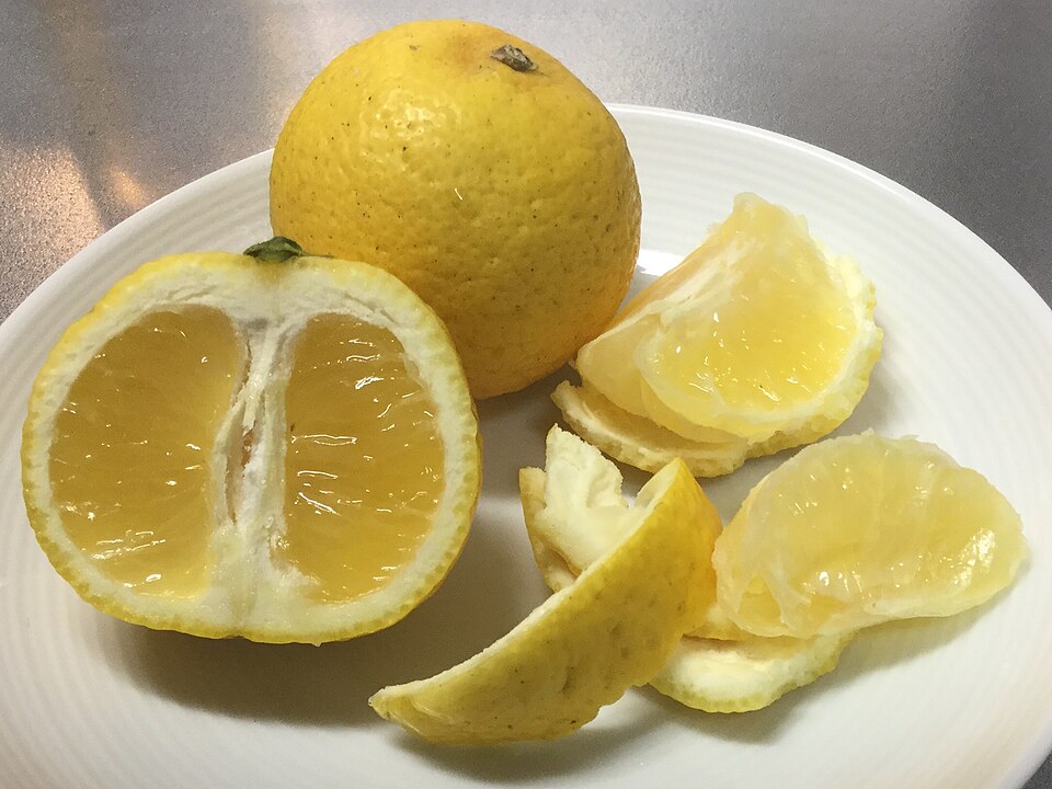 みかん「黄金柑」