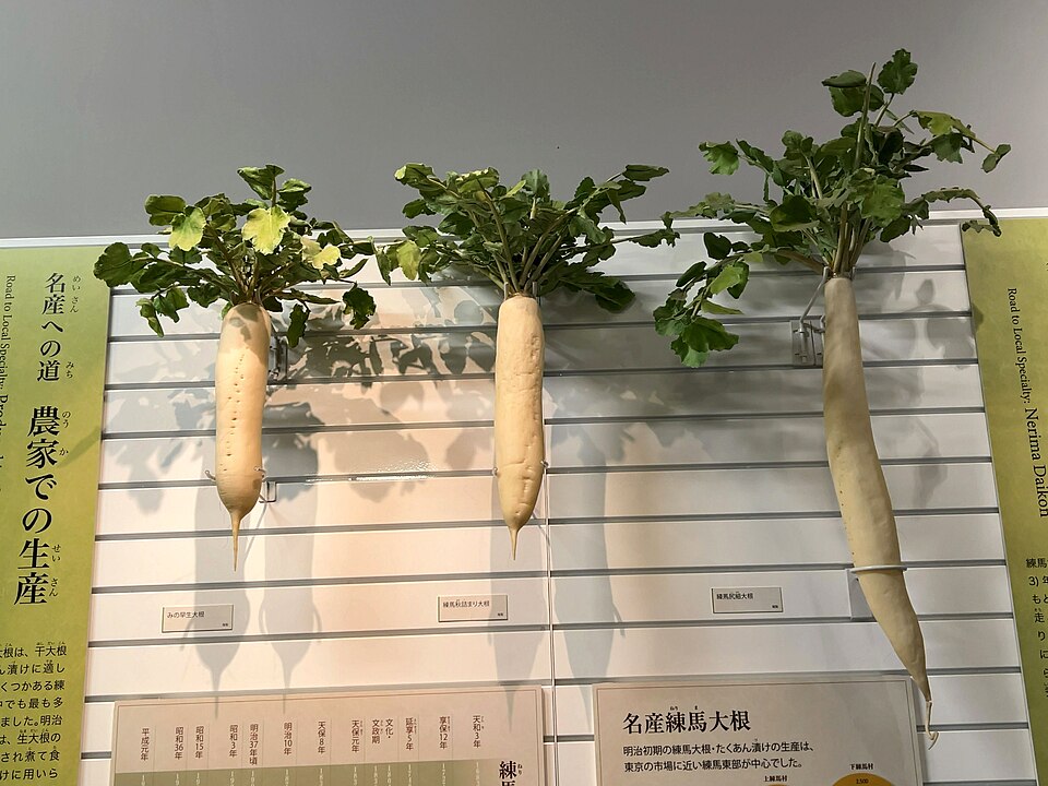 大根「練馬大根」