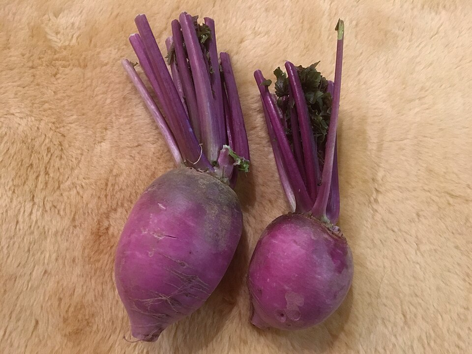 大根「辛味大根」