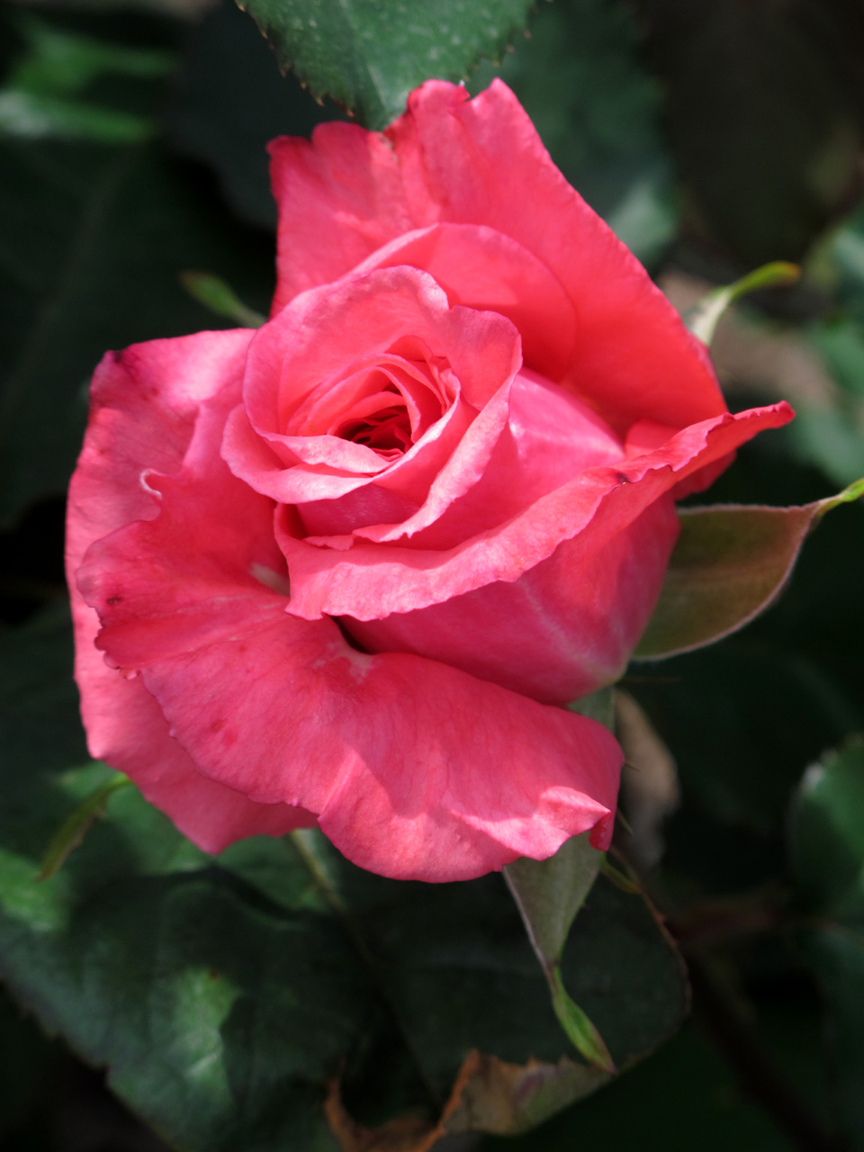 バラ「芳純」