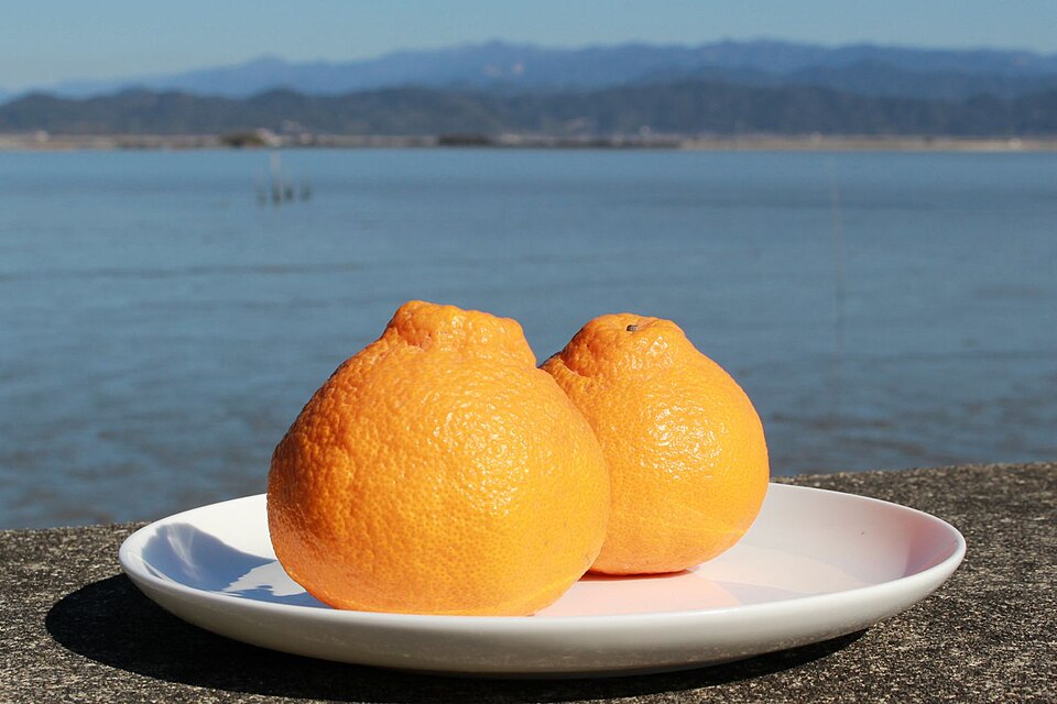 不知火「肥の豊」