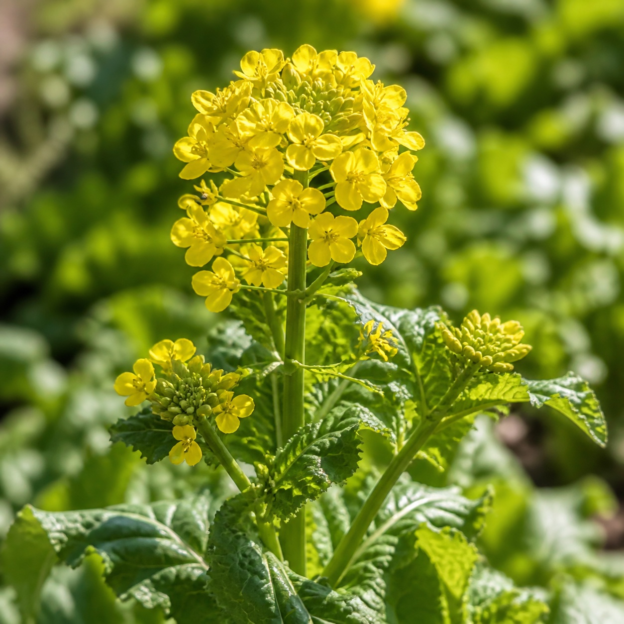 菜の花の栽培イメージ