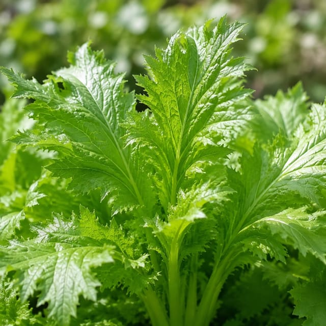 からし菜の写真