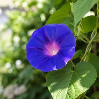 あさがおの写真