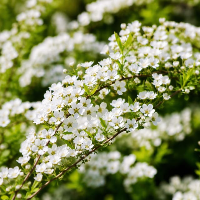 Thunberg Spirea