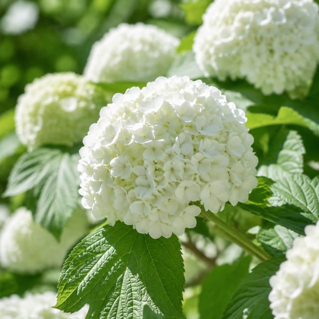 Japanese Snowball