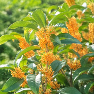 キンモクセイの写真
