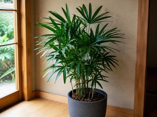シュロチクの写真