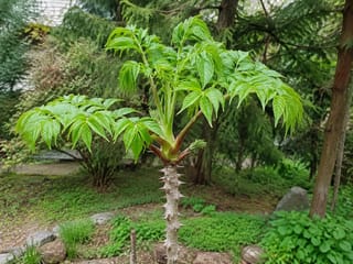 タラノキの写真