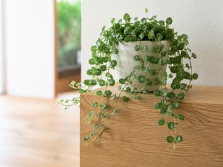 ディスキディアの写真