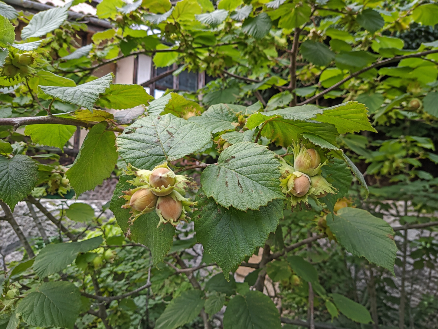 ヘーゼルナッツの写真
