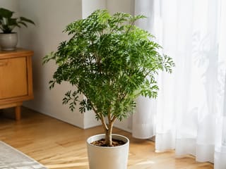 ポリシャスの写真