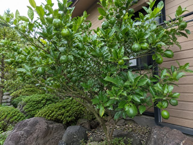ライムの写真
