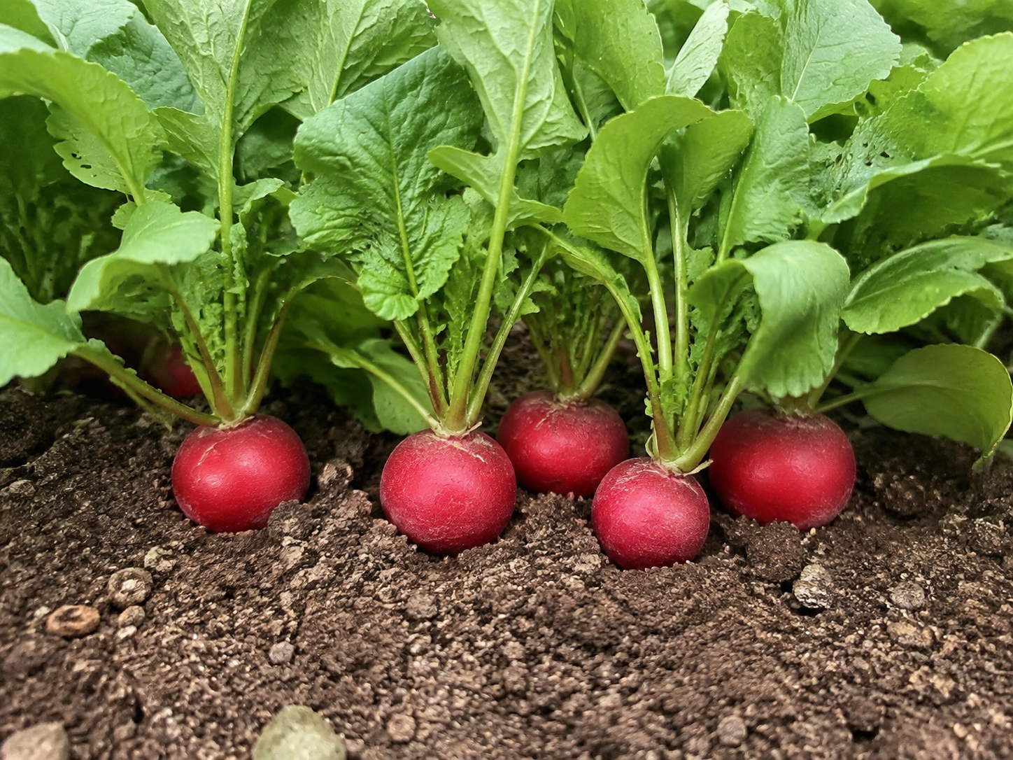 ラディッシュの写真