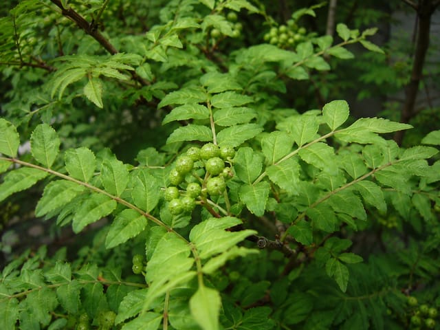 Japanese Pepper