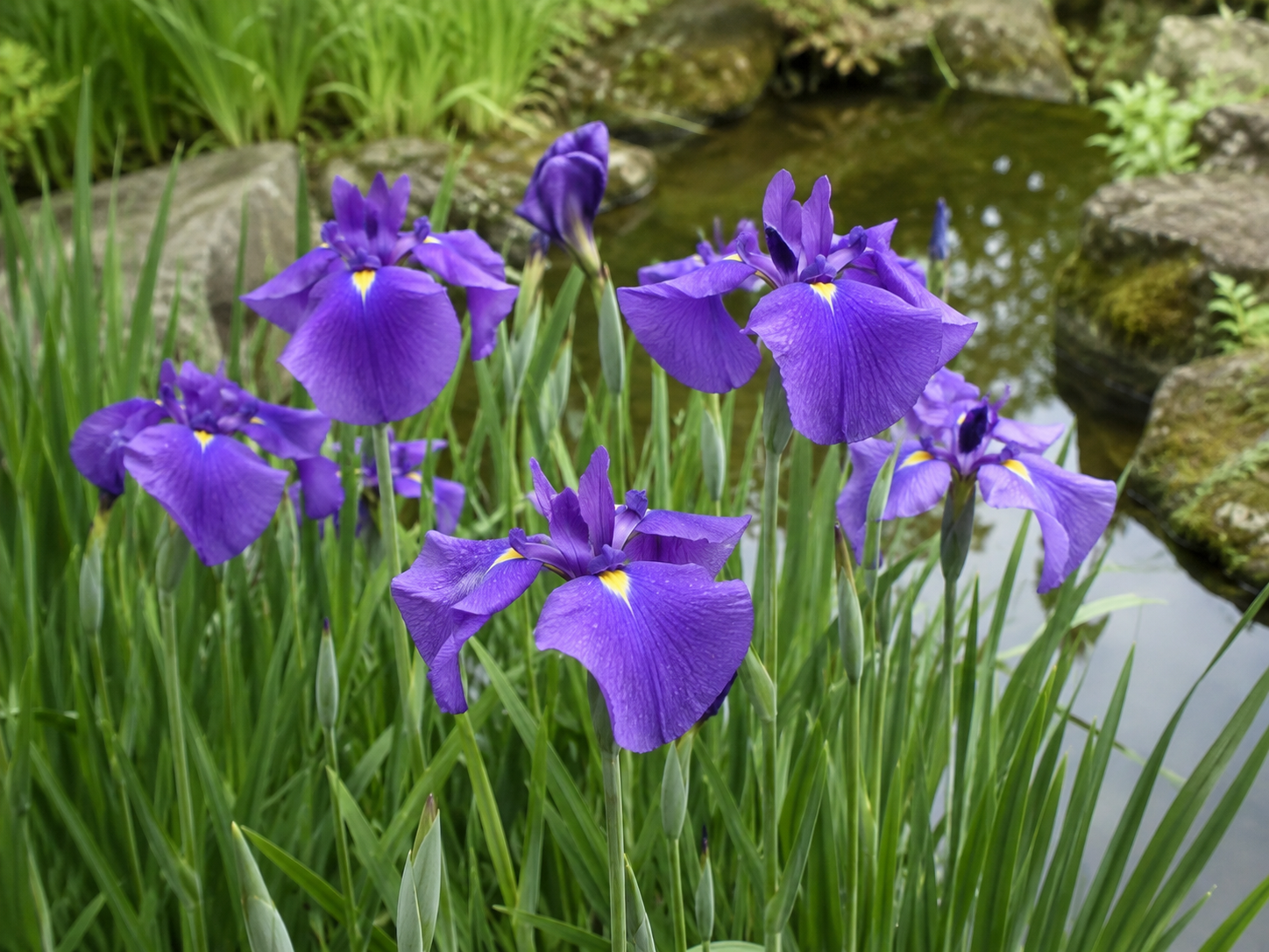 花菖蒲の写真