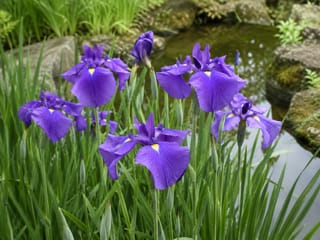 花菖蒲の写真