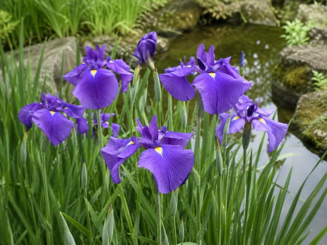 Japanese Water Iris