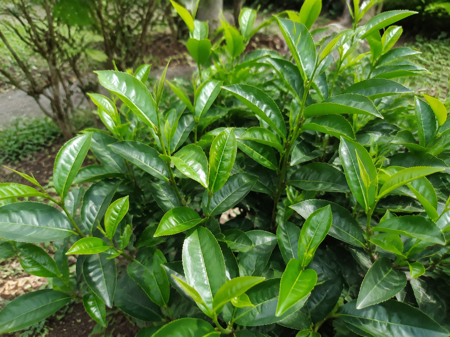 茶の写真