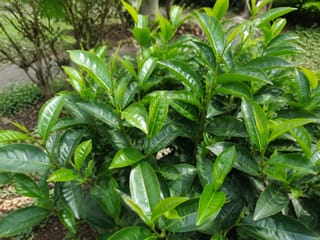 茶の写真