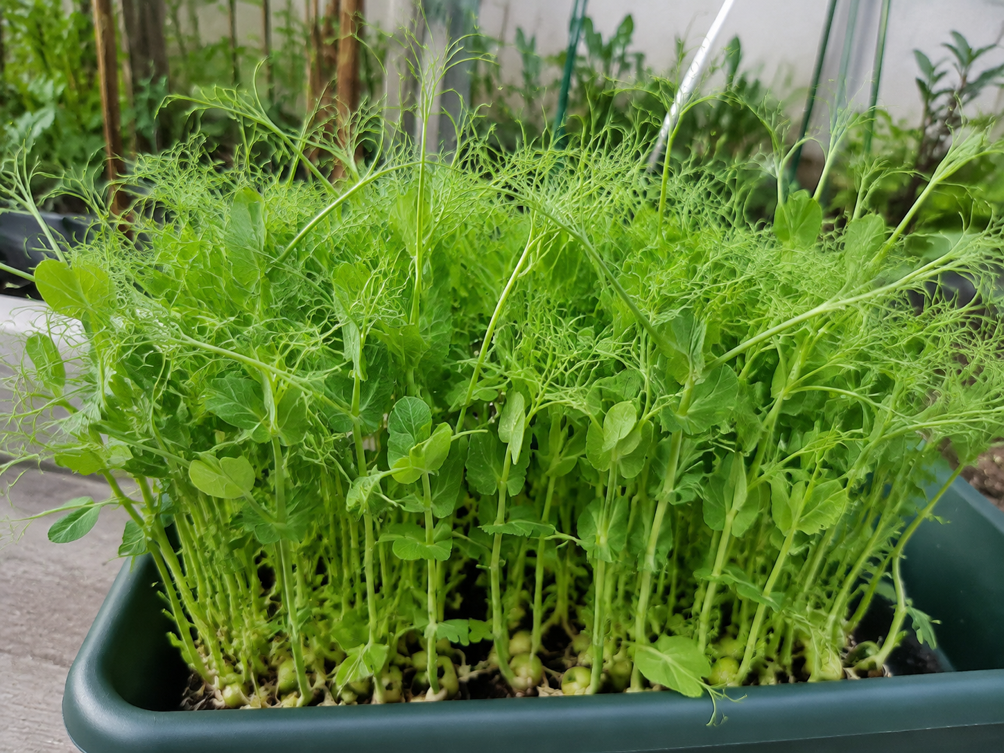 豆苗の写真