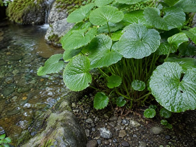 ワサビの写真