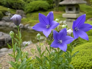 キキョウの写真