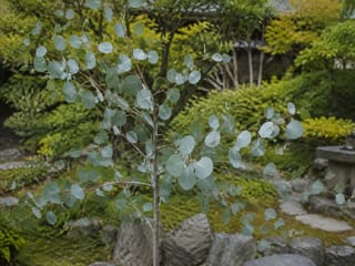 ユーカリの写真
