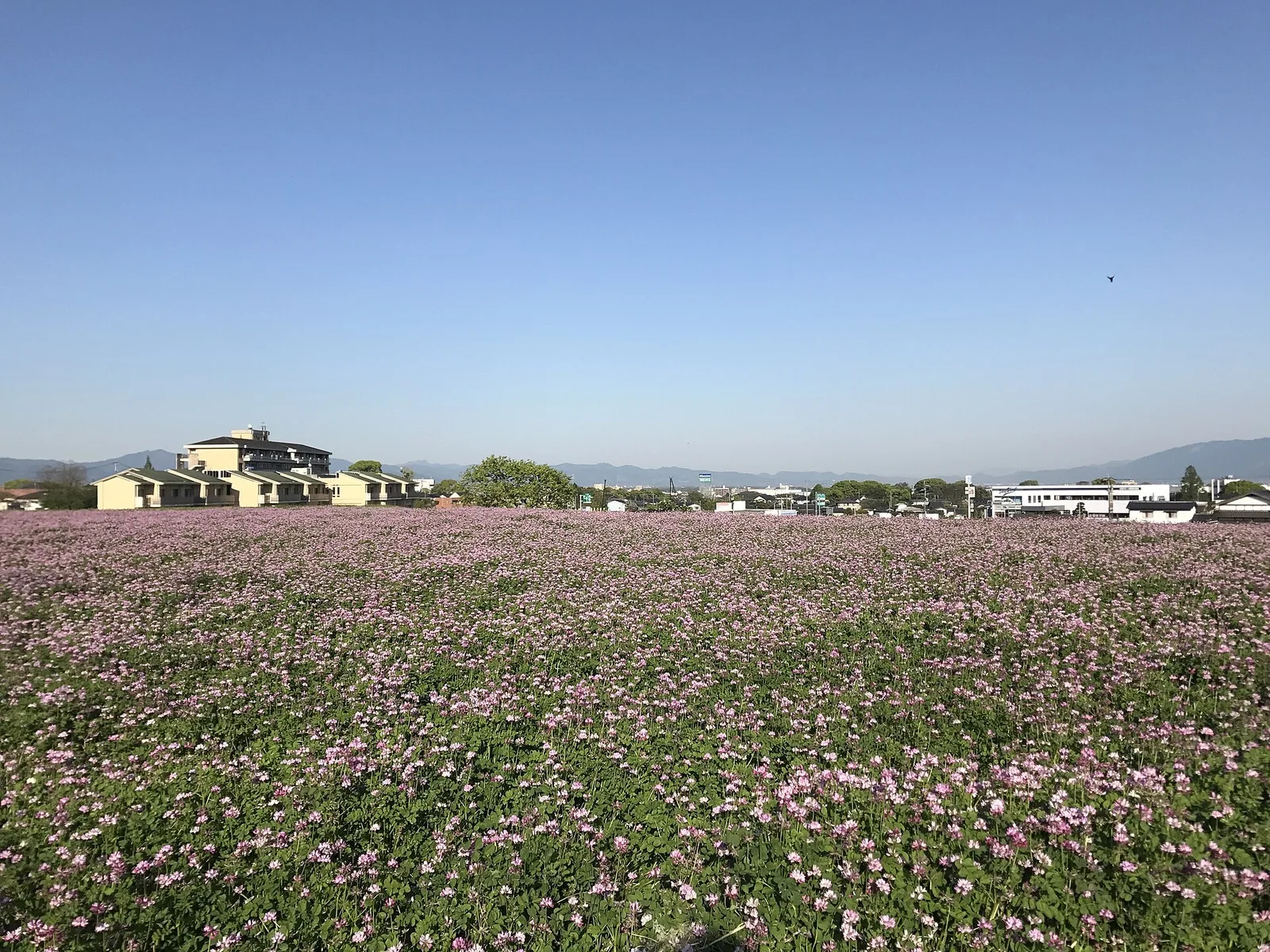 レンゲの種まき方法と時期｜秋の彼岸のころに、根粒菌と一緒にばらまく | Gadenin