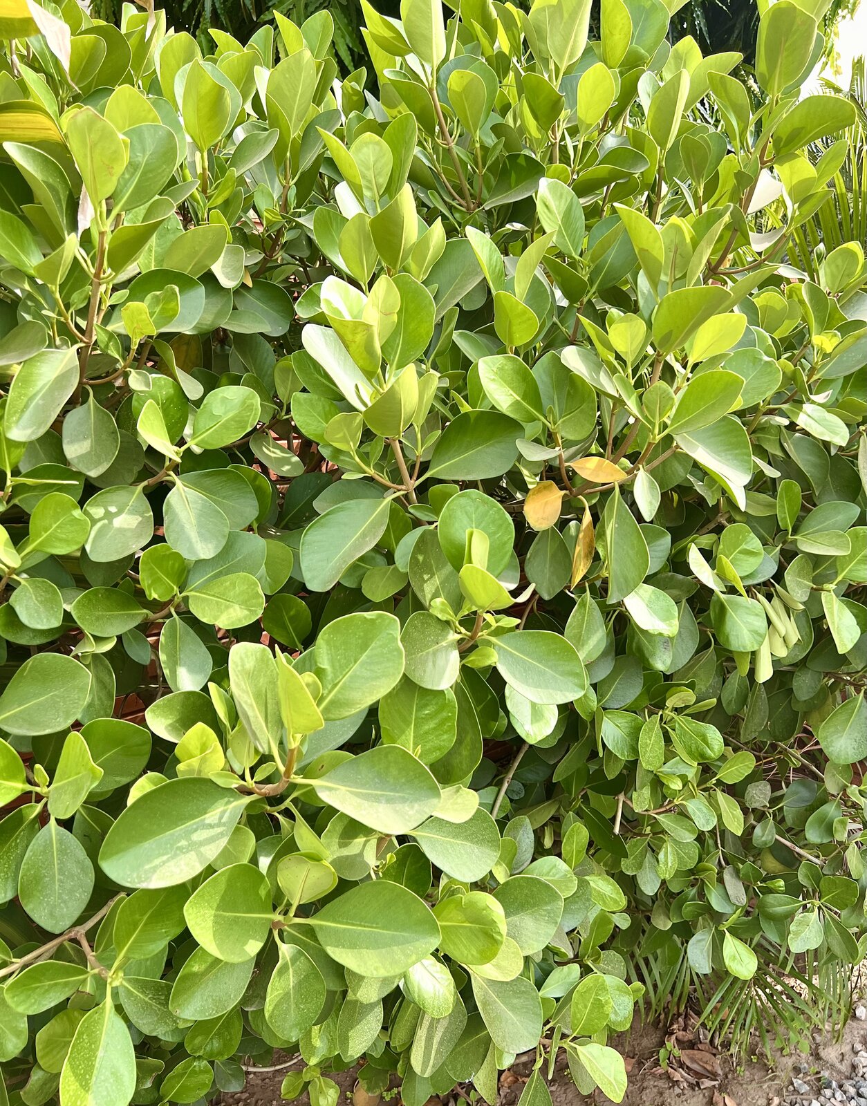 Clusia Growing Guide: Planting, Care & Harvest | Gadenin
